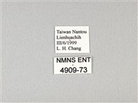 紅珠鳳蝶藏品圖，第3張