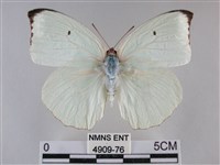 細波遷粉蝶藏品圖，第1張