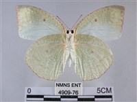 細波遷粉蝶藏品圖，第2張