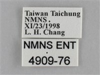 細波遷粉蝶藏品圖，第3張