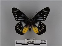 豔粉蝶藏品圖，第1張