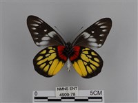 豔粉蝶藏品圖，第2張