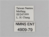紫帶眉眼蝶藏品圖，第3張