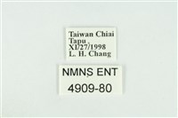 東方喙蝶藏品圖，第3張
