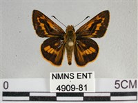 寬邊橙斑弄蝶藏品圖，第1張