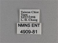 寬邊橙斑弄蝶藏品圖，第3張