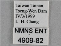蘇鐵綺灰蝶藏品圖，第3張