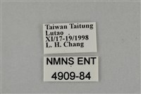 藍灰蝶沖繩亞種藏品圖，第3張