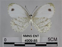 纖粉蝶、黑點粉蝶藏品圖，第2張