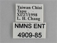 纖粉蝶、黑點粉蝶藏品圖，第3張