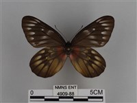 豔粉蝶藏品圖，第1張