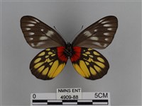 豔粉蝶藏品圖，第2張