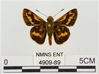 蓬萊黃斑弄蝶藏品圖，第1張