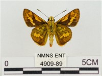 蓬萊黃斑弄蝶藏品圖，第2張