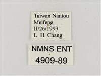 蓬萊黃斑弄蝶藏品圖，第3張