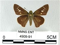 禾弄蝶藏品圖，第1張