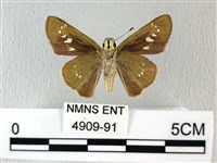 禾弄蝶藏品圖，第2張