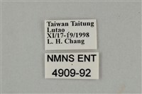 藍灰蝶沖繩亞種藏品圖，第3張