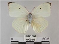 細波遷粉蝶藏品圖，第1張