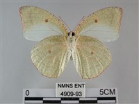 細波遷粉蝶藏品圖，第2張