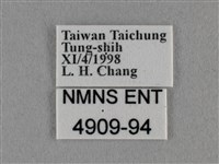 細灰蝶藏品圖，第3張