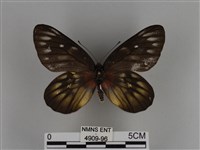 豔粉蝶藏品圖，第1張