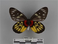 豔粉蝶藏品圖，第2張