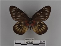 豔粉蝶藏品圖，第1張