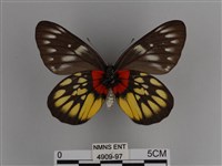 豔粉蝶藏品圖，第2張