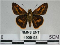 寬邊橙斑弄蝶藏品圖，第1張