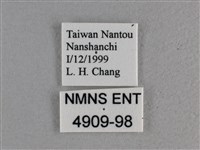 寬邊橙斑弄蝶藏品圖，第3張