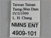 蘇鐵綺灰蝶藏品圖，第3張