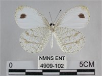 纖粉蝶、黑點粉蝶藏品圖，第2張