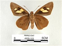 香蕉弄蝶藏品圖，第2張