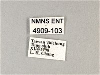 香蕉弄蝶藏品圖，第3張