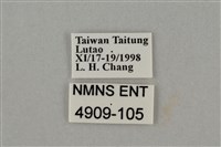 藍灰蝶沖繩亞種藏品圖，第3張