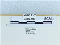 小環蛺蝶藏品圖，第4張