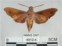 臺灣斜帶天蛾藏品圖，第2張