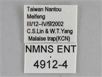 臺灣斜帶天蛾藏品圖，第3張