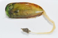 鴨嘴海豆芽藏品圖，第3張