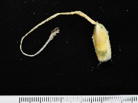鴨嘴海豆芽藏品圖，第4張