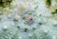 武裝月神海膽藏品圖，第2張