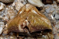 公雞饅頭蟹藏品圖，第3張