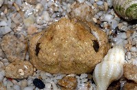 公雞饅頭蟹藏品圖，第4張