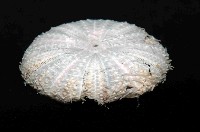 藍紫小肛海膽藏品圖，第3張