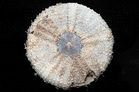 藍紫小肛海膽藏品圖，第4張