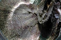 藍紫小肛海膽藏品圖，第2張