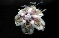 藍紫小肛海膽藏品圖，第3張