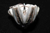 藍紫小肛海膽藏品圖，第4張