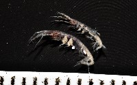 未知種蜾嬴蜚藏品圖，第6張